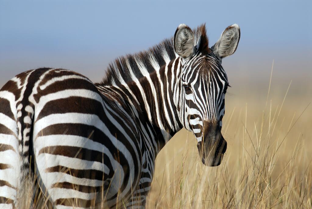 Zebra em seu habitat natural na savana africana