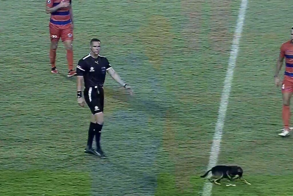 Cachorro na primeira partida da Libertadores