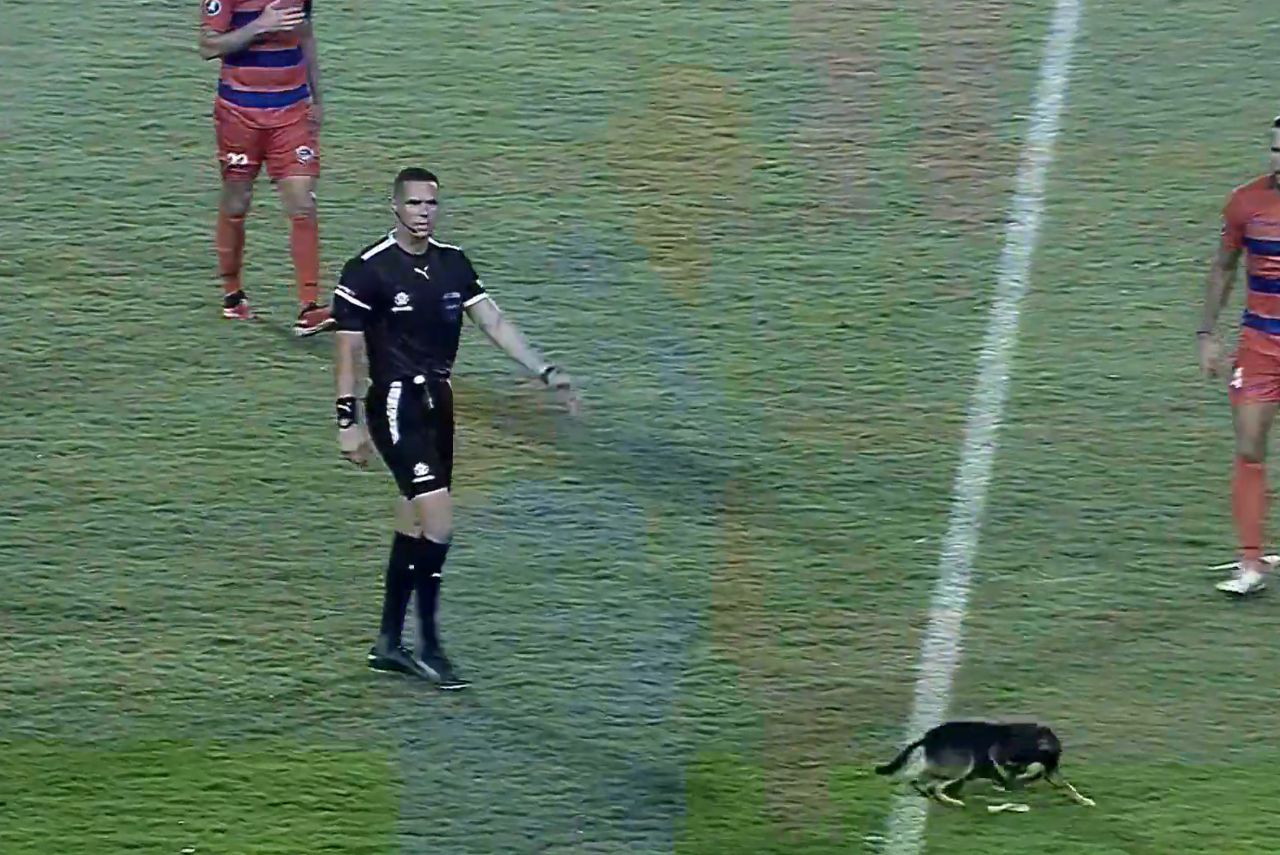 Cachorro na primeira partida da Libertadores